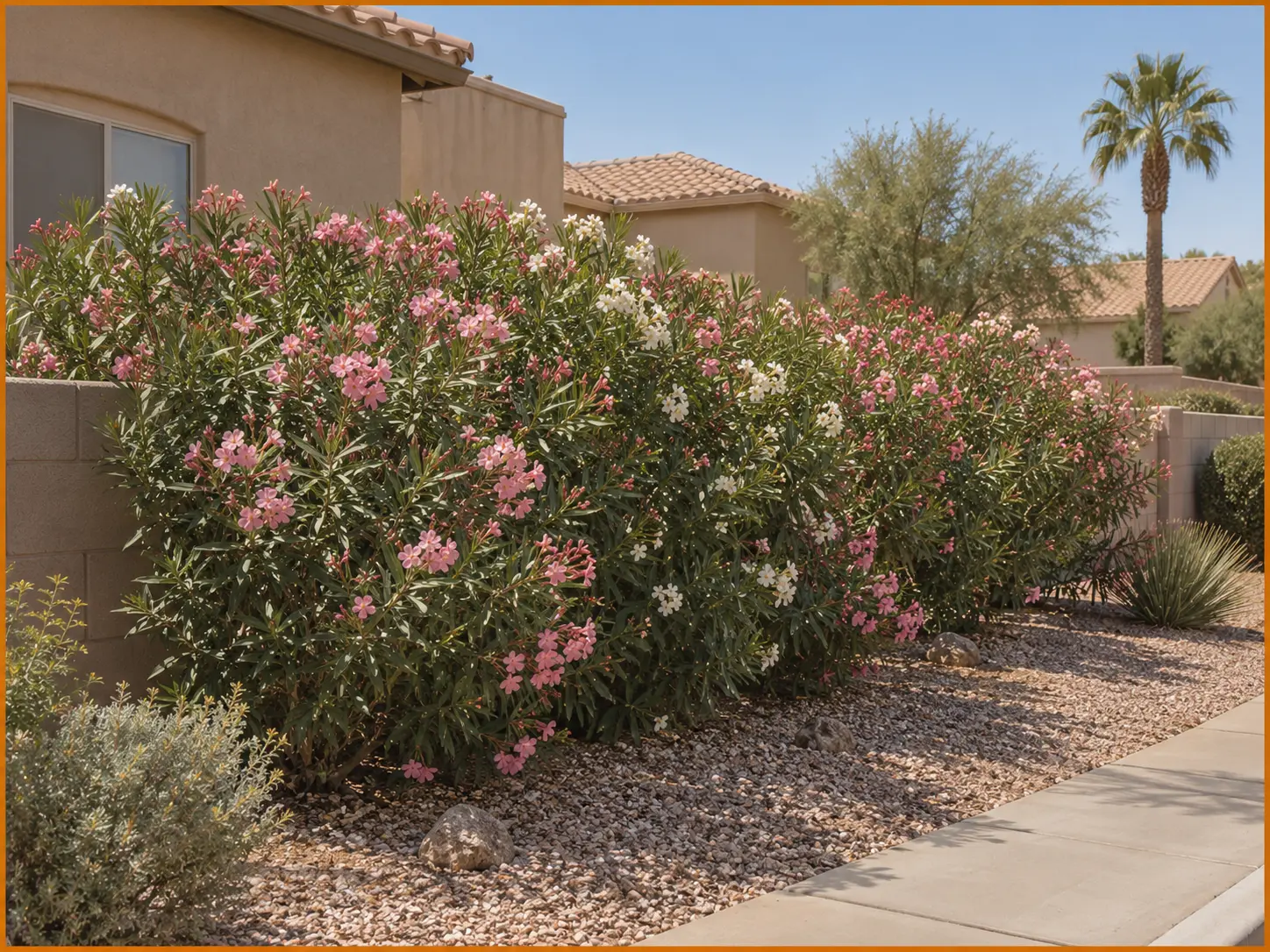 Oleander hedge along a residential property in Yuma, Arizona